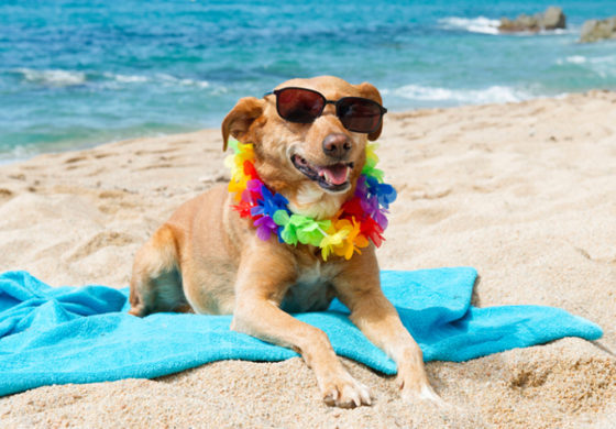 SÚŤAŽ o NAJ fotku leta!